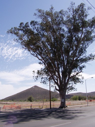 Tucson's largest tree