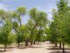 cottonwood_lane fort Lowell Tucson Arizona