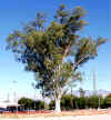 Tucson's Tree